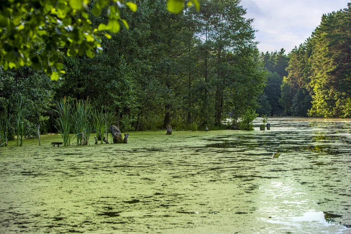 Wild pond. In the style of Monet - My, Moscow region, Lukhovitsy, Pond, Nature, Landscape