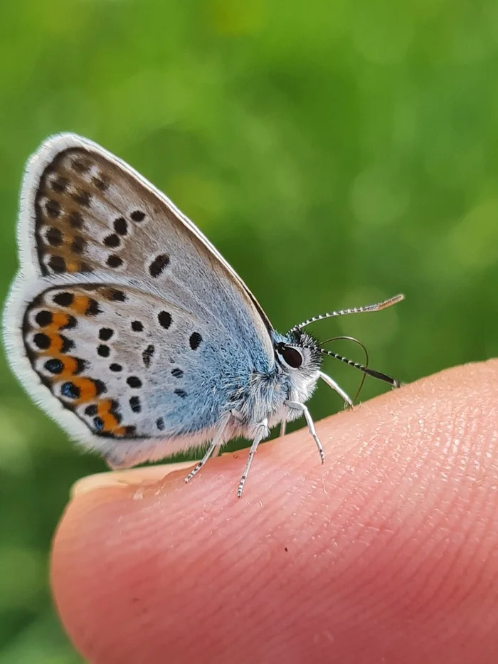 Just a beautiful butterfly - My, The photo, Nature, Butterfly