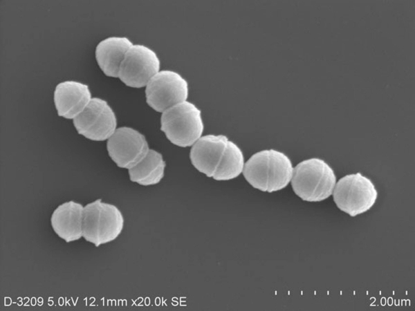 The Japan Times:          ( ,   )