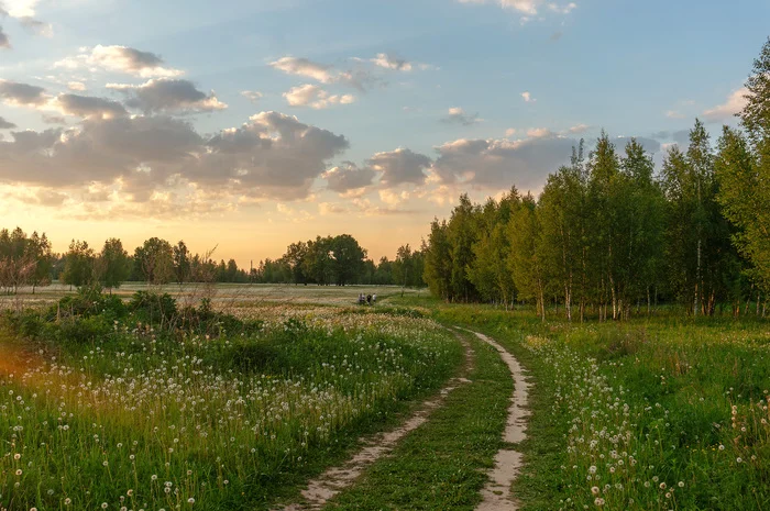 Еще немного одуванчикового поля - Моё, Природа, Вечер, Поле, Лето, Дорога, Нахабино, Московская область, Фотография