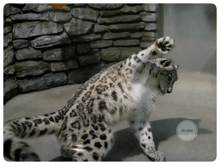 Old meme in a leopard way :3 - Wild animals, Zoo, Predatory animals, Cat family, Snow Leopard, Leonid Agutin, Memes, Big cats