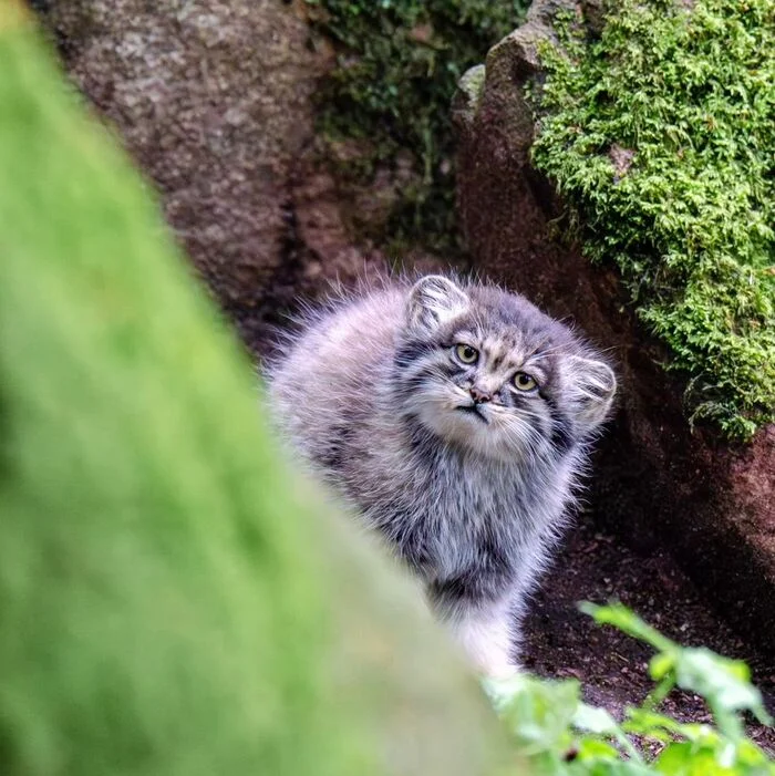 Delicious breakfast with family - Wild animals, Predatory animals, Cat family, Small cats, Pallas' cat, Young, The photo, Zoo, Mining, Video, Youtube, Longpost