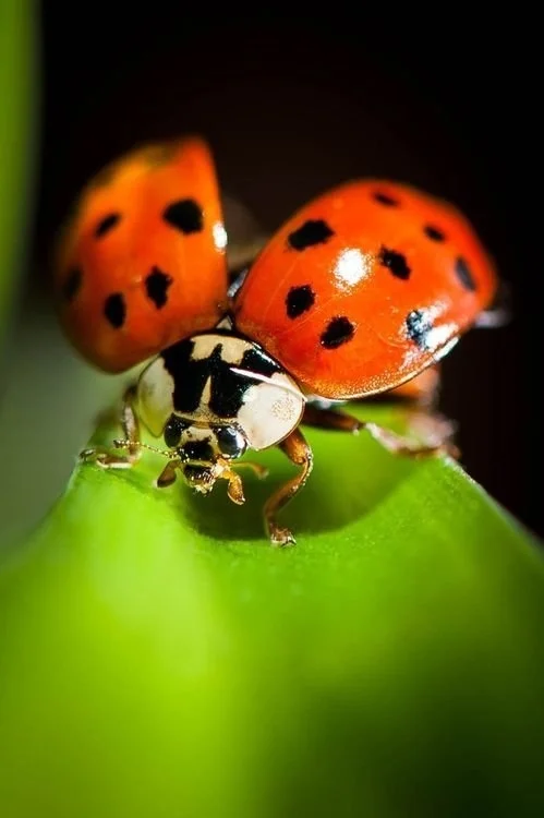 Ladybug symbol of happiness and good luck - The photo, Nature, ladybug, Beautiful view, Longpost