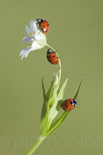 Божья коровка символом счастья и удачи - Фотография, Природа, Божья коровка, Красивый вид, Длиннопост