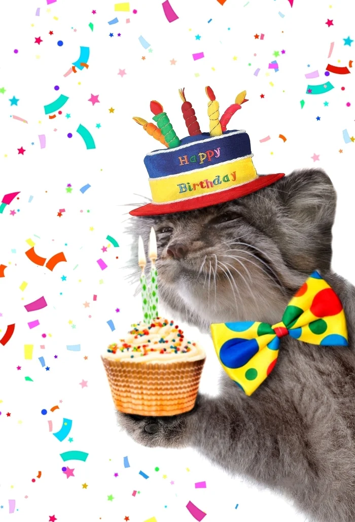 Hooray! Two whole years! - Congratulation, Holidays, Pallas' cat, Small cats, Predatory animals, Cat family, Wish, Wild animals, Images, Photoshop