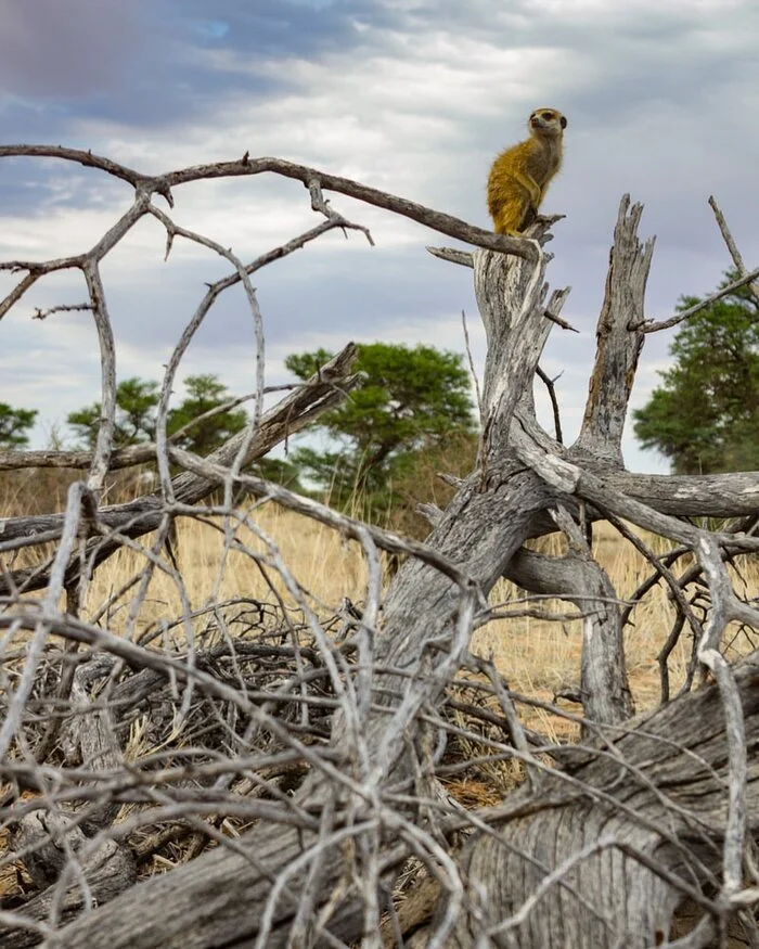 Hourly - Meerkat, Predatory animals, Wild animals, wildlife, Reserves and sanctuaries, South Africa, The photo