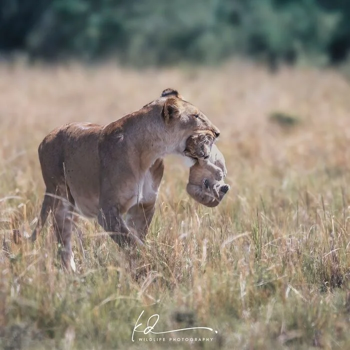 Moving is a responsible matter - Lion cubs, Lioness, a lion, Big cats, Cat family, Predatory animals, Wild animals, wildlife, Dream, Africa, The photo