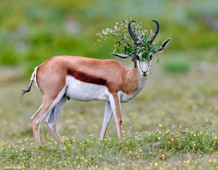 Trying to disguise yourself - Antelope, Artiodactyls, Wild animals, wildlife, National park, South Africa, The photo