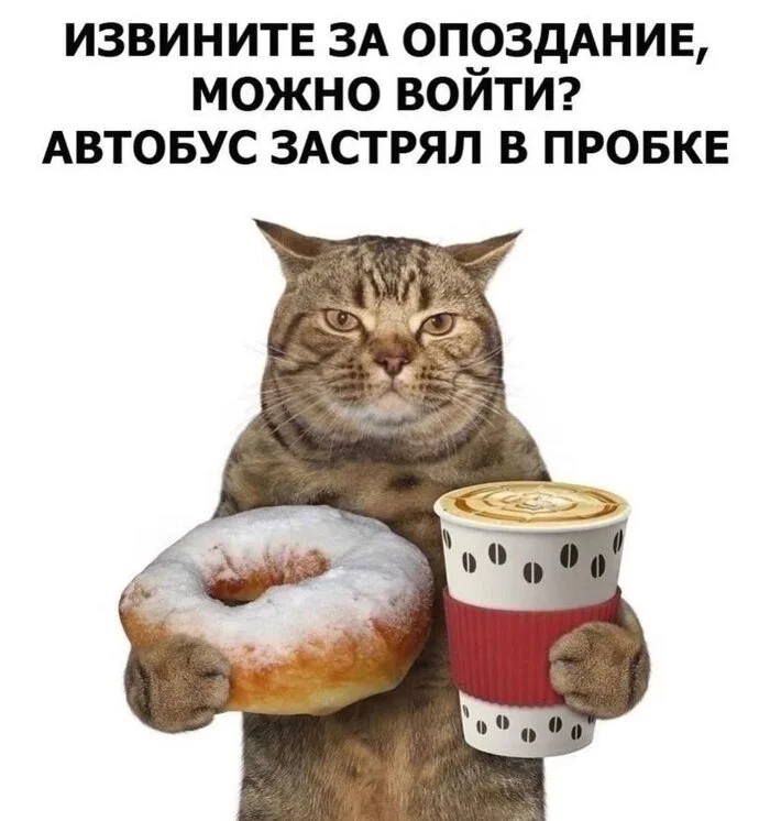 I'm this morning - Humor, Picture with text, cat, Work