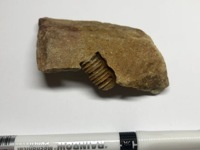 Spring collection + help identify fossil - My, Fossils, Paleontology, Find, Bitsevsky Park, A rock, Longpost
