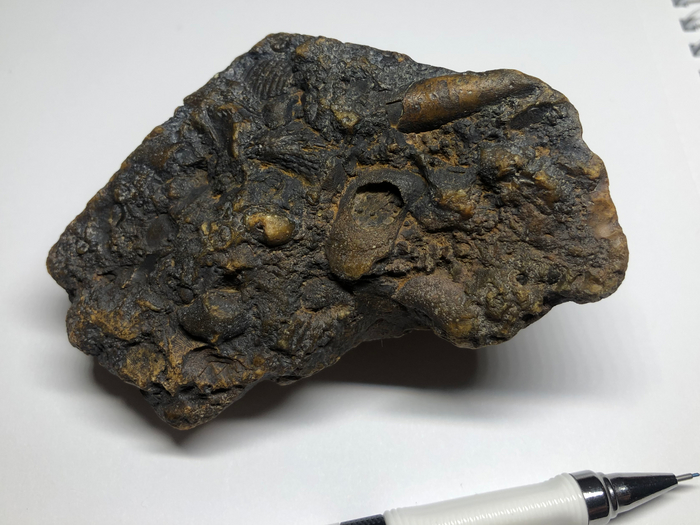 Ракушечный лом - самые частые находки