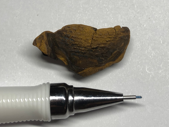 странная штука непонятого происхождения