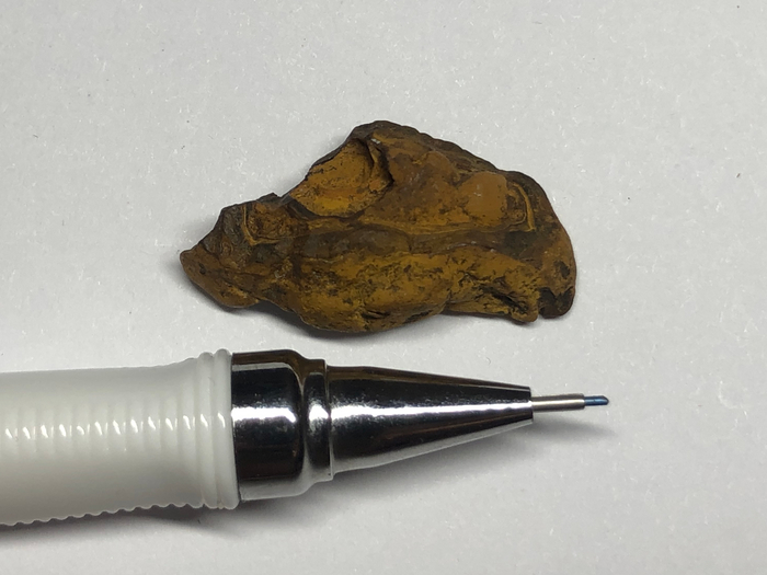 она же только сзади, похожа на половинку семечки