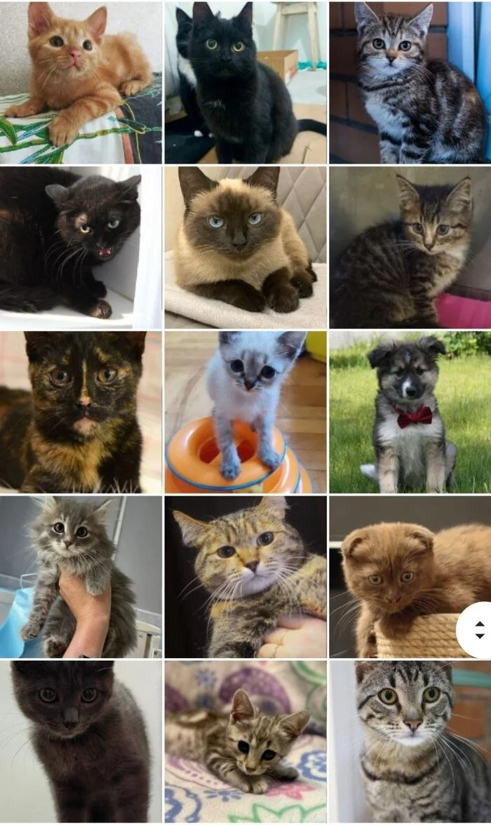 93 tails of the house - June (2023) - My, Kittens, Cats and dogs together, cat, No rating, Animals, Shelter, Animal shelter, Longpost, Found a home