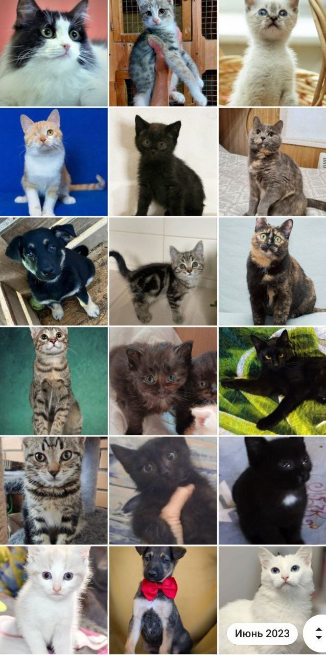 93 tails of the house - June (2023) - My, Kittens, Cats and dogs together, cat, No rating, Animals, Shelter, Animal shelter, Longpost, Found a home