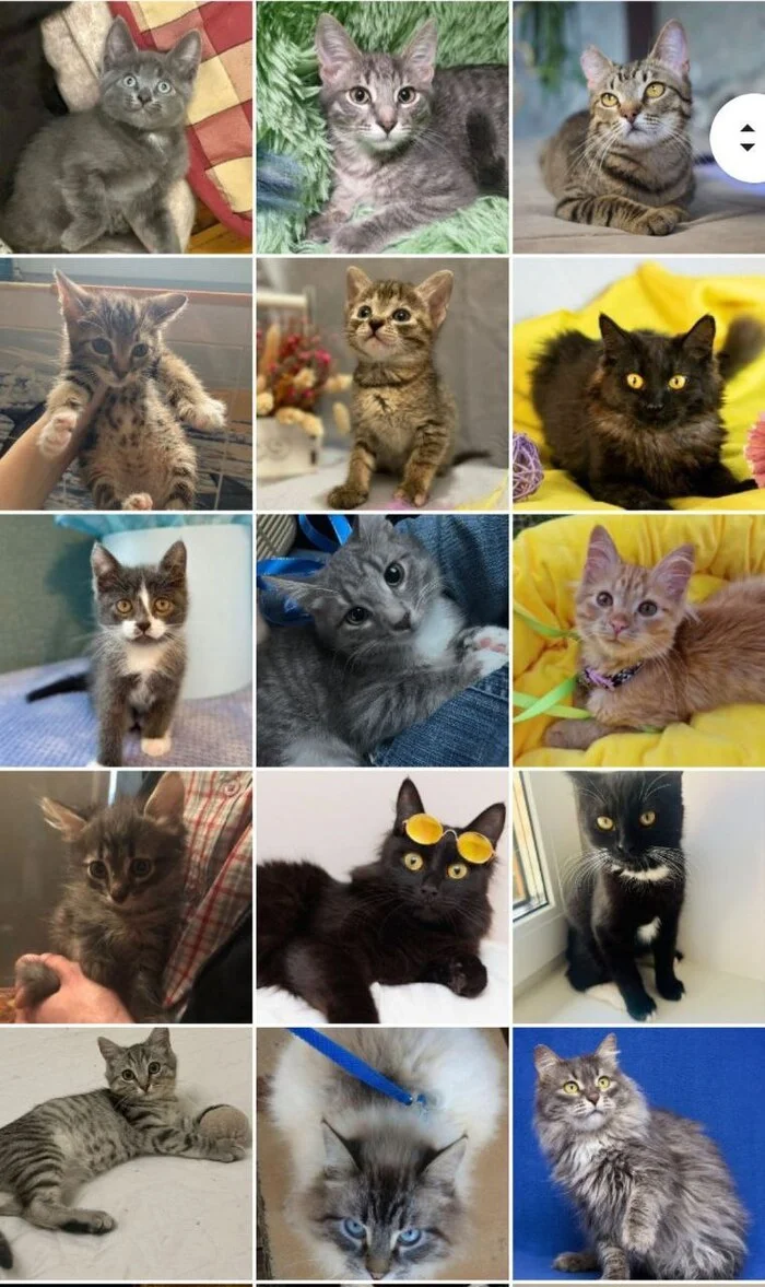 128 tails at home - July (2023) - My, Kittens, cat, No rating, Shelter, Animal shelter, Animals, Pets, Cat family, Small cats, Big cats, Cat lovers, Longpost