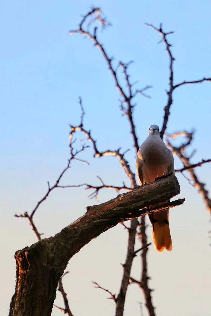 Turtle Dove - My, The photo, Photo hunting, Ornithology, Birds, Turtle dove, Bird watching, Ornithology League, In the animal world