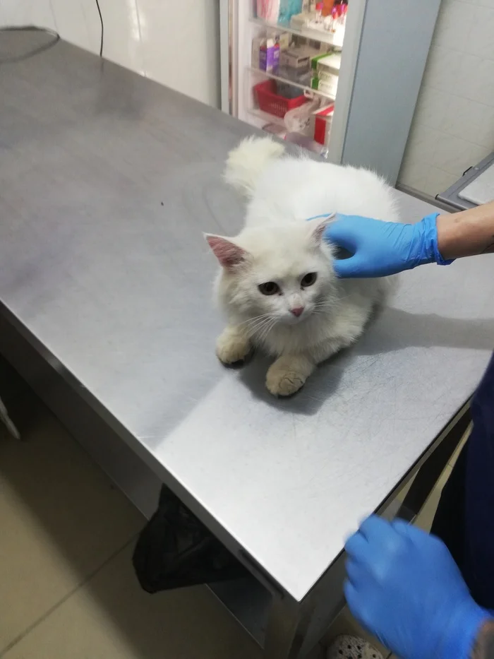 White cat on the street. Continuation - Animal Rescue, Homeless animals, In good hands, No rating, Veterinary, cat, Kindness, Cat lovers, Volunteering, Overexposure, Shelter, Lost, Telegram (link), Longpost