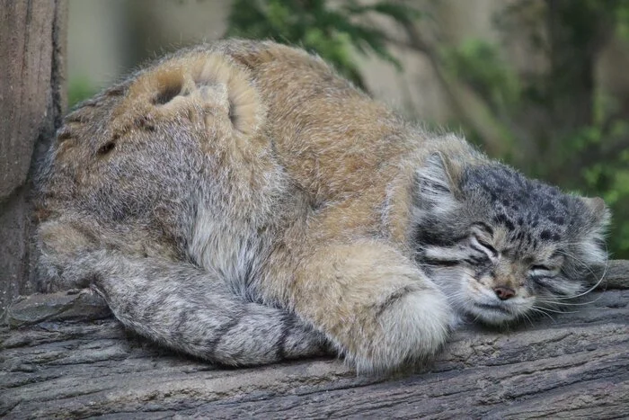 Yes, yes, I'm already leaving... Hrrrrrr... - Wild animals, Zoo, Predatory animals, Cat family, Pallas' cat, Small cats