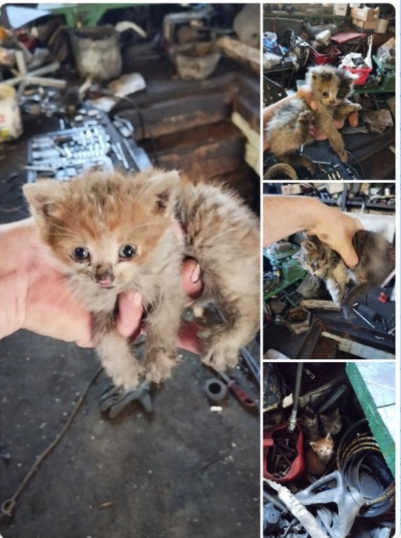 It is necessary, it is necessary to wash your face in the mornings and evenings, and shame on unclean chimney sweeps! Shame and disgrace! Part 1. Washing - Kittens, In good hands, Homeless animals, Helping animals, cat, No rating
