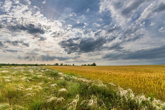 Heat... - My, Field, Steppe, Rostov region, Feather grass, Landscape, The photo