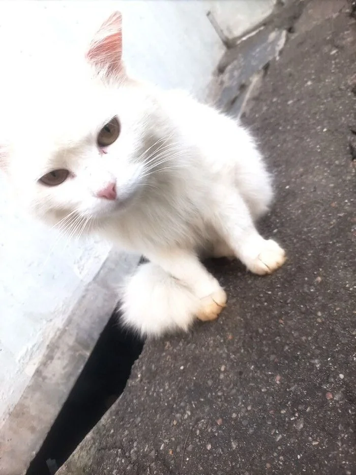 White cat left on the street - Animal Rescue, No rating, cat, In good hands, Homeless animals, Kindness, Cat lovers, Lost, Fluffy, Overexposure, Shelter, Longpost
