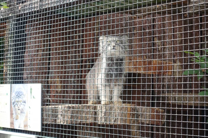 The elusive Shu honored us with his appearance ^_^ - My, Wild animals, Zoo, Predatory animals, Cat family, Pallas' cat, Small cats, Leningrad Zoo