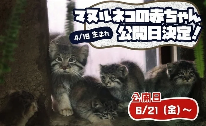 Good news - Small cats, Pallas' cat, Cat family, Predatory animals, Wild animals, Young, The photo, Zoo