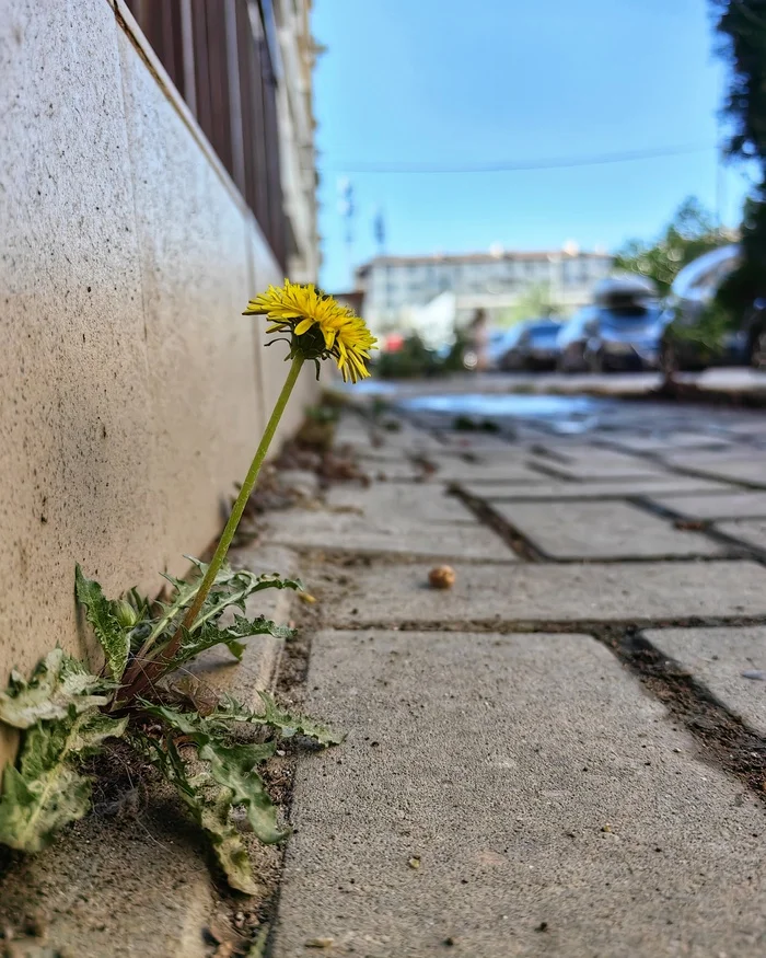 The messenger of summer from behind the dark clouds - My, Mobile photography, The photo, Dandelion, God dandelion