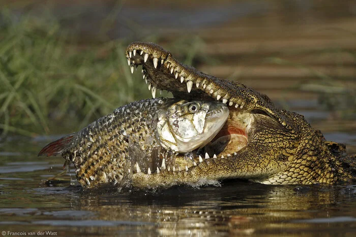 June 17 is World Crocodile Day - Crocodiles, Reptiles, Wild animals, wildlife, National park, South Africa, The photo, A fish, Mining, World Day