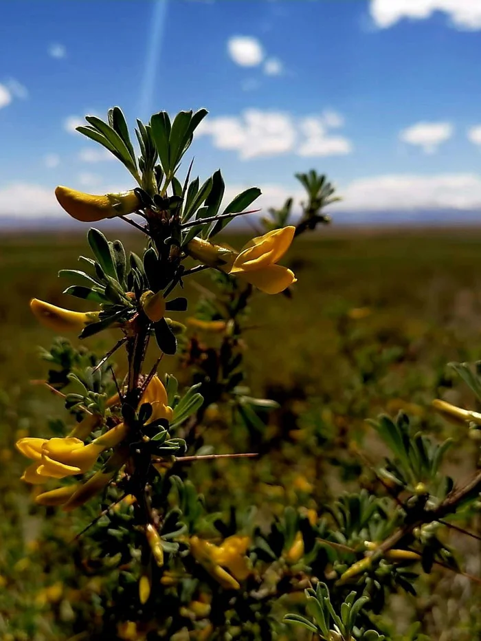 yellow thorn - Prickles, Plants, Kosh-Agach, Altai Republic, The photo, wildlife, Sailyugem National Park, Telegram (link), Longpost
