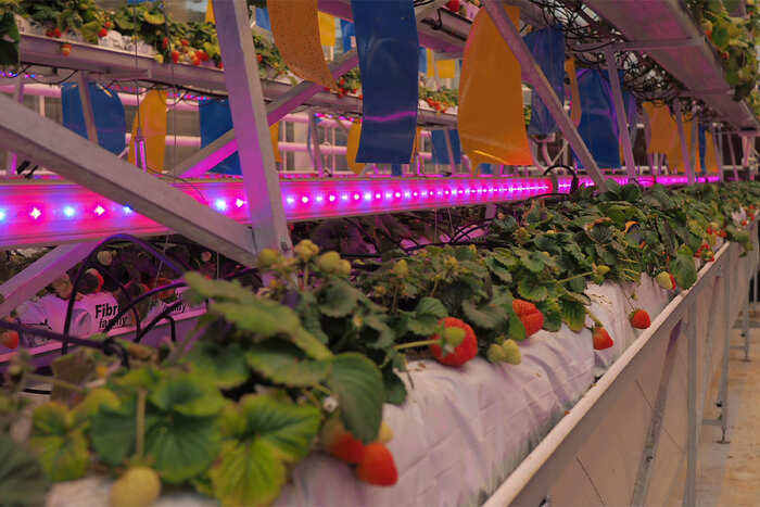 Our phyto-irradiators for greenhouses in the Kaluga region - LEDs, Phytolight