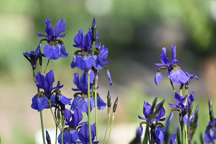 Summer desktop wallpaper - My, Wallpaper, Flowers, Irises, Peonies, Longpost