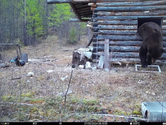 The marauding bear broke the window and climbed into the inspector's house - Yakutia, Phototrap, Lena Pillars, The Bears, Nature, wildlife, National park, Video, Soundless