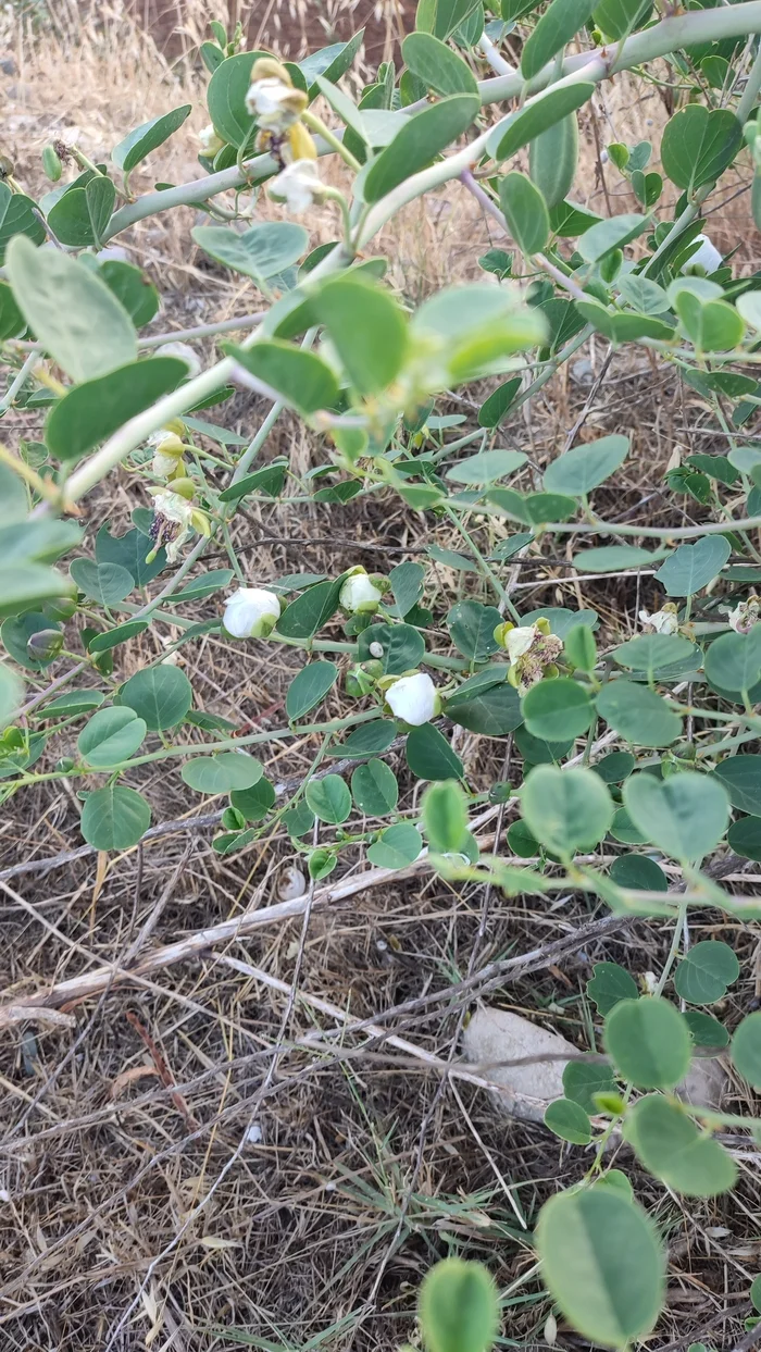 Oh, this is how capers grow... - My, Capers, but, Nature, Greenery, Plants, Mobile photography