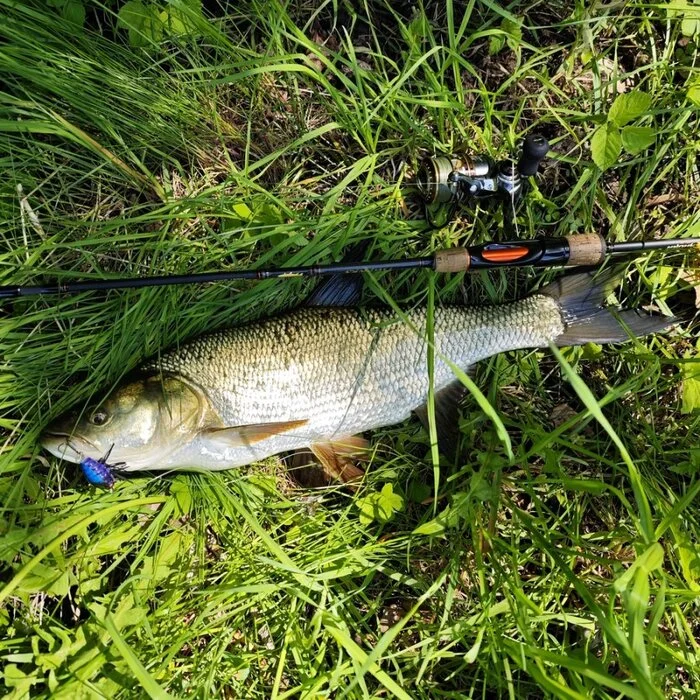 Opened! - My, Good mood, Positive, Fishing, Moscow River, Weekend, A fish, Fishermen, Asp, Spinning, Nature, Town, Moscow, Relaxation, Trophy, Hobby, Жуки, Hunting, Russia, The photo, To be continued, Longpost