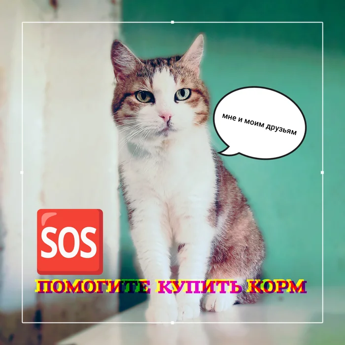 Сбор на корм 77 котикам - Моё, Кот, Помощь животным, Приют, Корм для животных, Кошачий корм, Пожертвования, Благотворительность, Кошатники, Домашние животные, Животные, Необходимость, Длиннопост, Лига Добра