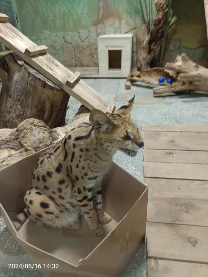 Wild predator and box - My, Serval, cat, Cat family, Zoo, Yekaterinburg, Box, The photo