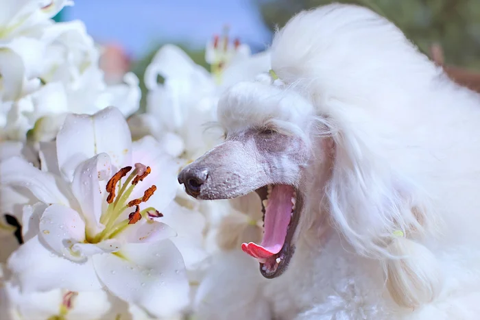 Is it Monday again? - My, Dog, Poodle, Small Poodle, Flowers, The photo