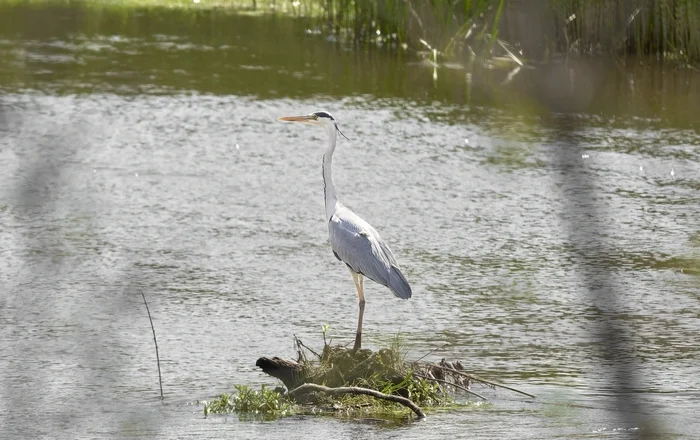 Gray Heron (Republic of Mari El) - My, Canon, Photo hunting, Ornithology, Ornithology League, Birds, Heron, Gray heron, Mari El, Longpost, The photo