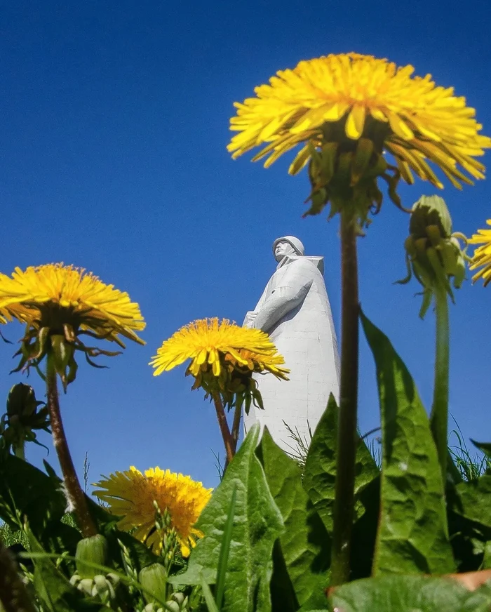 Dandelion is a small sun, the brightest symbol of northern summer - My, Murmansk, Kola Peninsula, The sun, Summer, Dandelion, Longpost