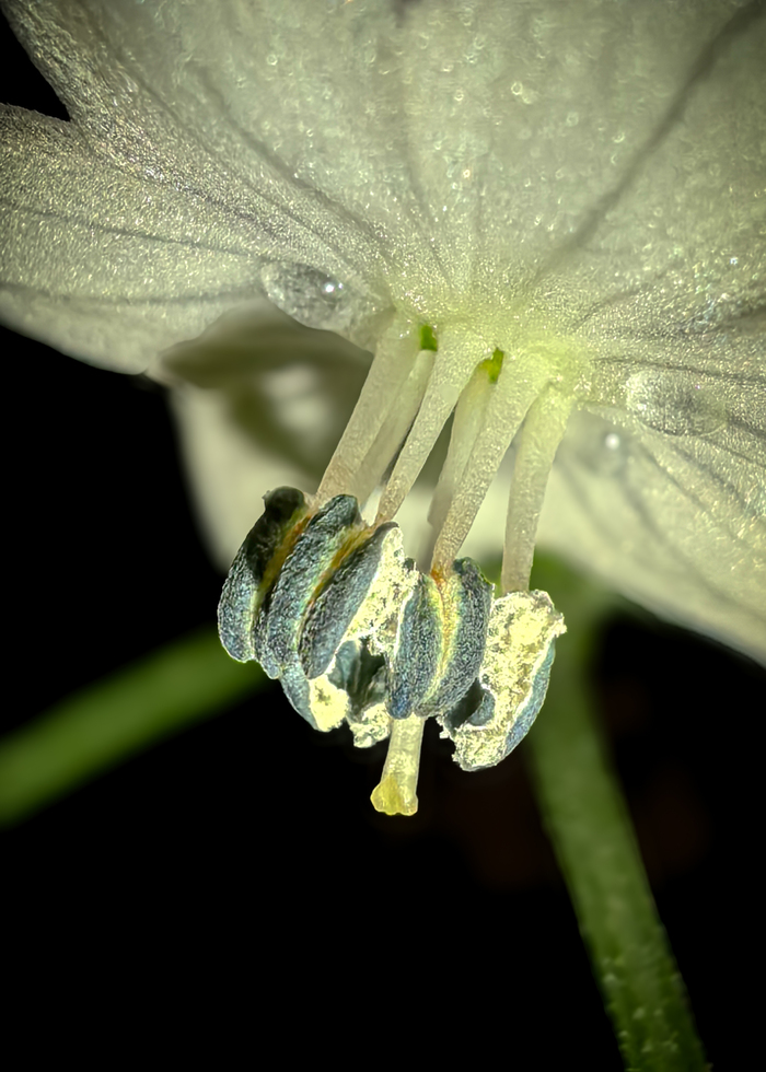 Цветок перца стручкового