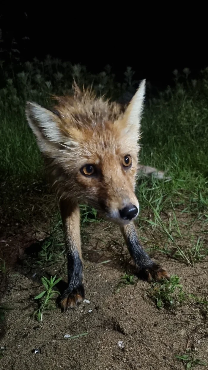 Night guest - My, Wild animals, Primorsky Krai, Fox, Tourism