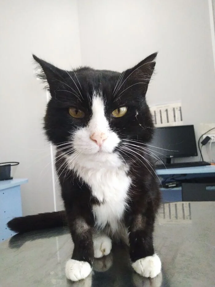 Chance the cat with kidney failure is looking for a home - My, Volunteering, No rating, Homeless animals, In good hands, Overexposure, Lost, Cat lovers, Moscow region, Shelter, cat
