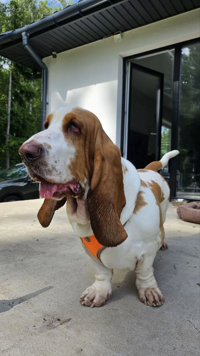 And it's Summer again! - My, Basset Hound, Summer, Dog