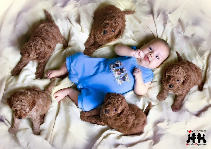 Puppies and children - My, Puppies, Children, Milota, Poodle, The photo, Dog