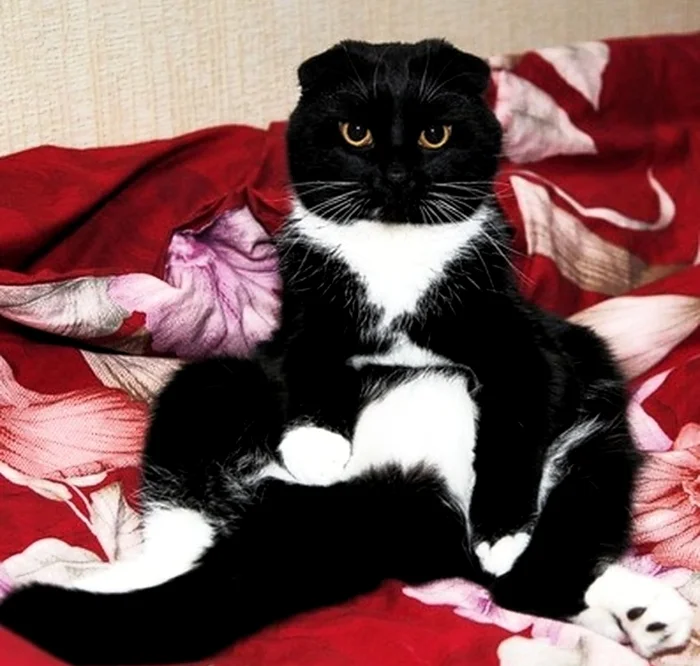 Cat of the day - My, cat, Impudence, Master, Fluffy, Pet the cat, Fullness, Black cat, Pets, The photo