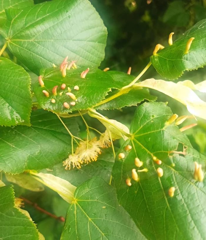 Growths on linden trees due to gall mites - My, Mobile photography, Images, Summer, Linden, Pests, Mite, The photo, Plants, Arachnids, Arthropods, Informative