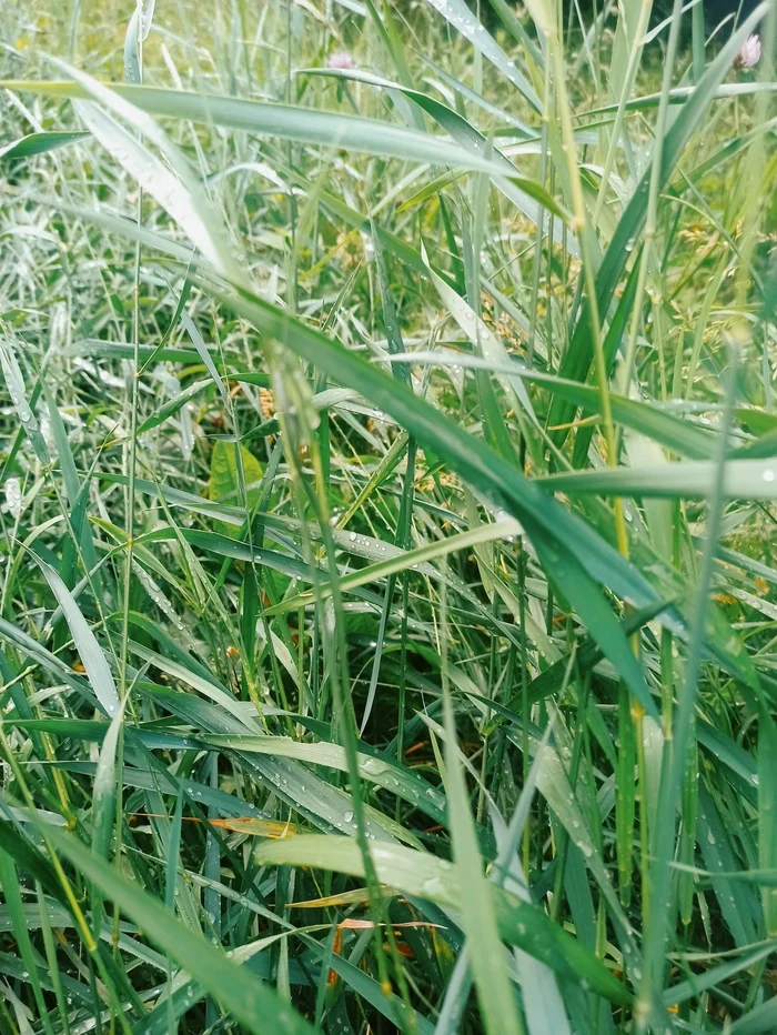 Green, green grass - My, Mobile photography, Images, Summer, Grass, Sedge