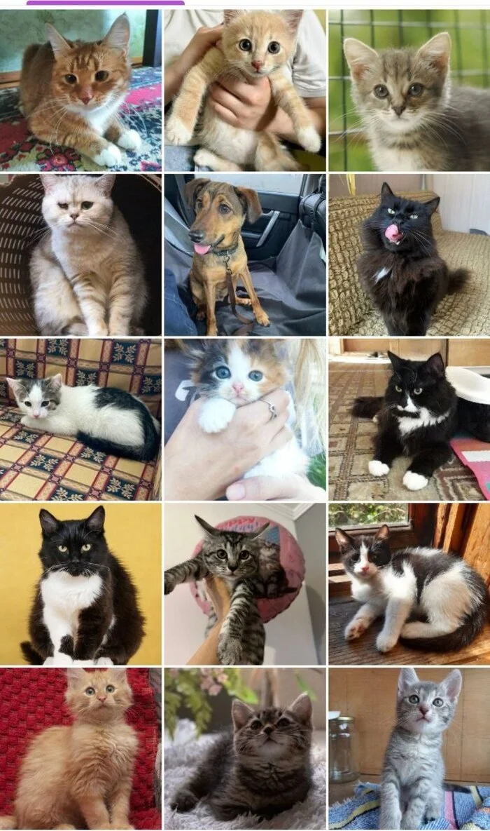 154 tails of the house - August (2023) - My, Kittens, cat, No rating, Cat family, Small cats, Big cats, Shelter, Animal shelter, Animals, Pets, Cat lovers, Tricolor cat, Longpost